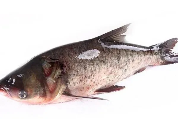 图片[1]-金鲨酱胖头鱼视频教程-爆汁配方社